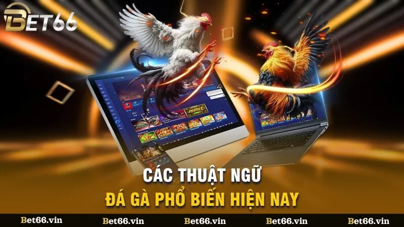 Các thuật ngữ đá gà phổ biến hiện nay