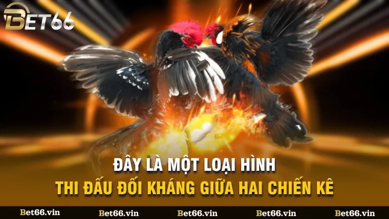 Đây là một loại hình thi đấu đối kháng giữa hai chiến kê