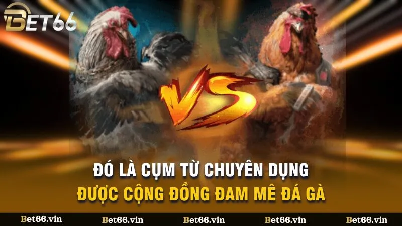 Đó là cụm từ chuyên dụng được cộng đồng đam mê đá gà