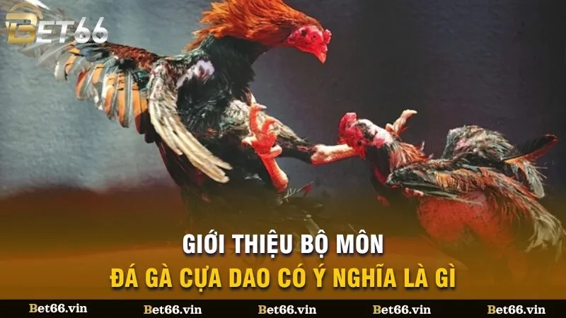 Giới thiệu bộ môn đá gà cựa dao có ý nghĩa là gì