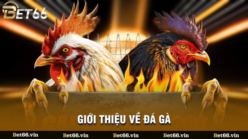 Giới thiệu về đá gà