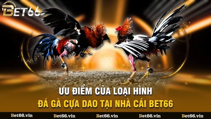 Ưu điểm của loại hình đá gà cựa dao tại nhà cái Bet66